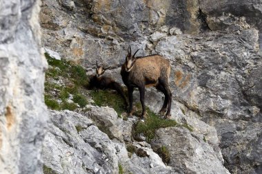 Dağ keçileri kayalık yamaçlarda