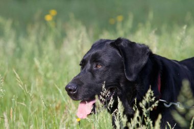 Çimlerin üzerinde duran siyah bir Labrador Retriever 'ın seçici odağı