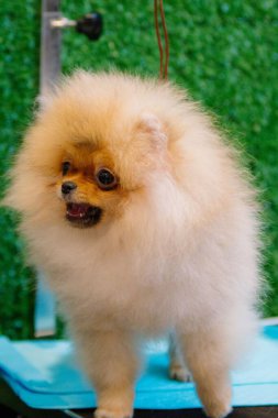 Bulanık bir geçmişi olan sevimli, kızgın, pomeranya köpeğinin yakın plan fotoğrafı.
