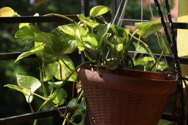 Bahçedeki Seylan sürüngeninin yakın çekimi.