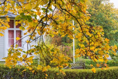 Akçaağaç yapraklı güzel bir ağaç bir bahçede sonbahar renkleriyle dallarda