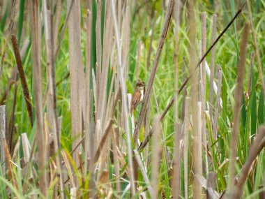 Avrasyalı bir sazlık bülbülü sıradan bir sazlıkta oturuyor.