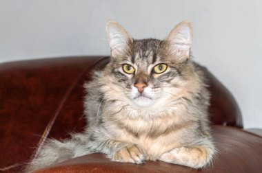 Evcil hayvan. Gri çizgili, gri saçlı genç kedi kanepede yatıyor..