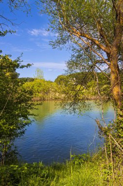 Ağaçların arasından huzurlu bir nehrin dikey görüntüsü