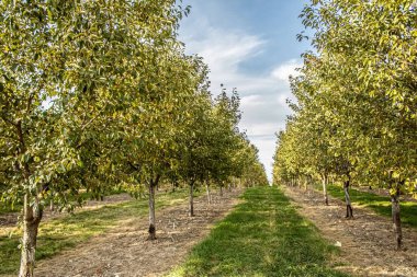 Ortalarında uzun bir patika olan farklı ağaçlardan oluşan güzel bir meyve bahçesi manzarası.