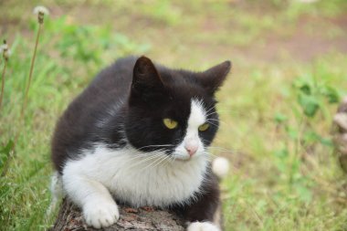 Bicolor kedisine yakın plan yeşil çimlere uzanmış yan bakıyor.