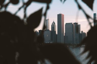 Chicago, ABD 'de ağaç dalları arasından görünen bir gökdelen.