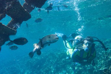 Kızıl Deniz 'de mercan ve dev balıklarla birlikte beyaz erkek bir dalgıç, Mrsa Alam.