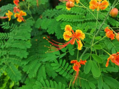 Tavuskuşu Çiçeği Bitkisine Odaklanma Mavi Arkaplan