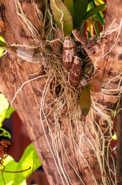Orkide. Ağaç gövdesindeki orkide çiçeğinin kökü.