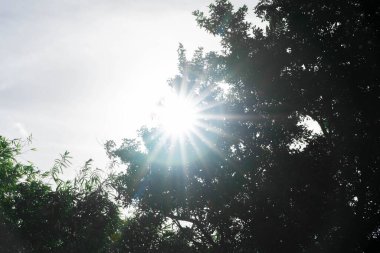 Düşük açılı güneş ışınları yemyeşil ağaçlarda parlıyor.
