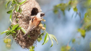 A selective focus of a Eurasian penduline tit sitting on a nest in a park
