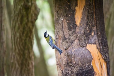 a closeup of a great tit on a tree, Parus major