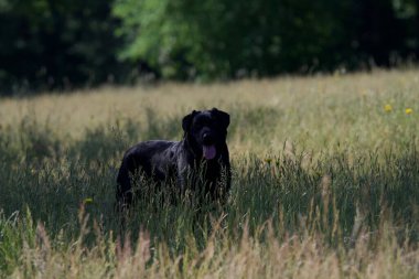 Güzel bir siyah labrador köpeği sıcak bir günde bir ağacın gölgesinde bir tarlanın ortasında
