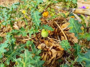 Solanum Indicum Fruits Ayurvedic Medicine Bitkisinin Yakın Çekimi
