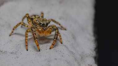 Kumlu bir zeminde yürüyen gri bir duvar atlayıcısının yakın çekimi.