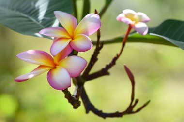 Plumeria çiçeklerinin yapraklı bir dalda seçici bir odak noktası.