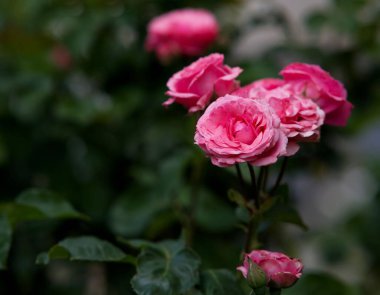 Bahçede açan pembe güllerin yakın plan çekimi.