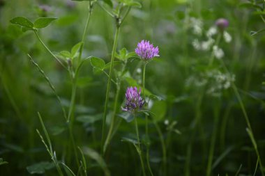 Mor Yoncalar 'ın tarlada seçici bir odak noktası.