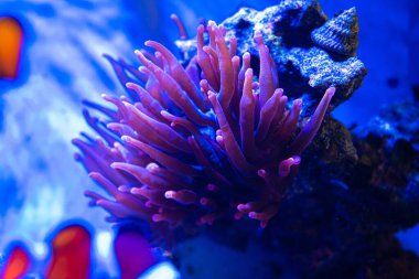 Bir boncuk şakayığının (Actinia equina) su altında yakın plan çekimi