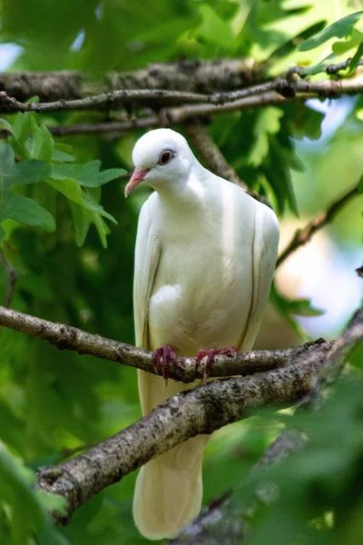 Eine Vertikale Nahaufnahme Einer Weißen Taube Die Auf Einem Ast — Stockfoto