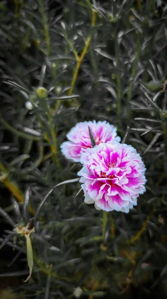 Vertikal Närbild Skott Rosa Pion Blommor Blommar Trädgården — Stockfoto