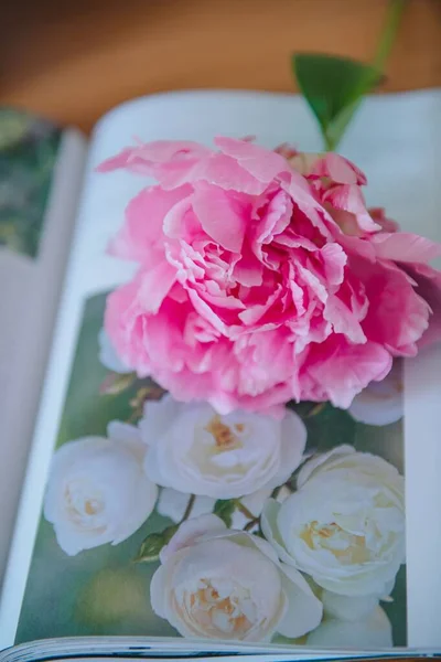 Vertical Closeup Pink Peony Isolated Flower Decoration Journal — Stock Photo, Image