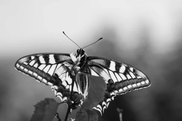 Macroscala Grigi Farfalla Coda Rondine Foglie Una Pianta — Foto Stock