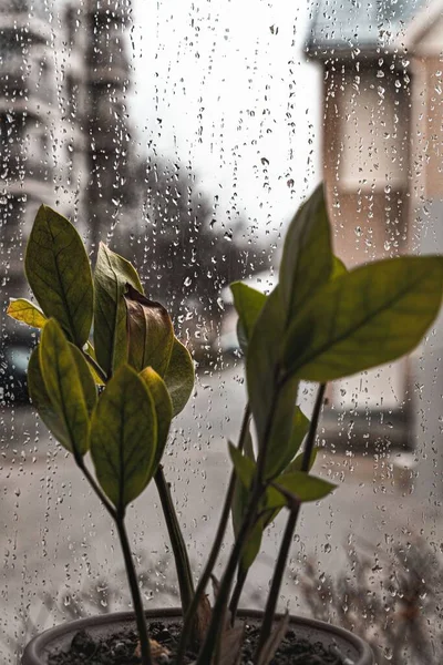 雨の日には窓辺の観葉植物の垂直撮影が行われ 背景には通りが見える — ストック写真