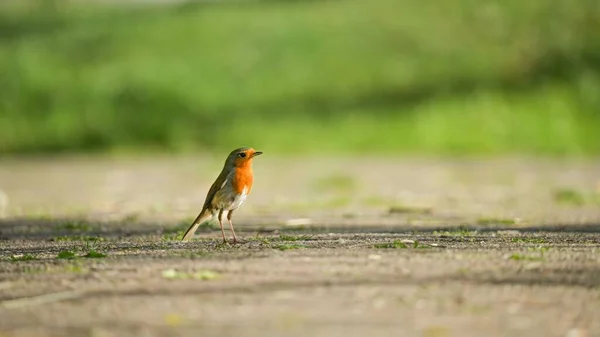 Primer Plano Pájaro Petirrojo Europeo Parado Suelo —  Fotos de Stock