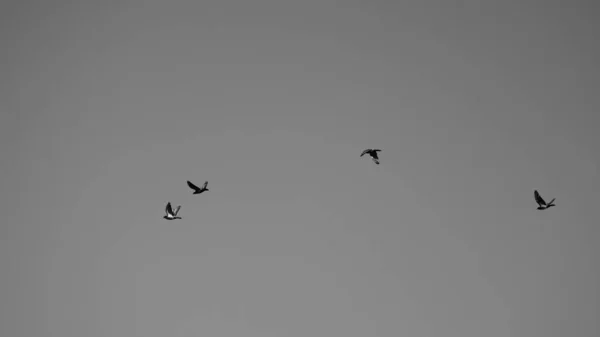 Grayscale Closeup Shot Several Birds Flying Sky — Stock Photo, Image