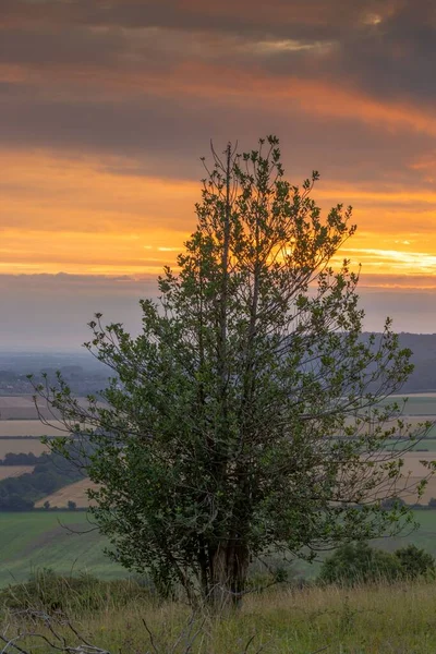 Eine Pappel Auf Dem Feld Vor Einem Orangen Morgenhimmel — Stockfoto