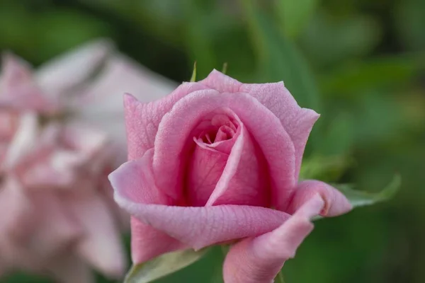 Ένα Κοντινό Πλάνο Ενός Απαλού Ροζ Τριαντάφυλλου Που Μεγαλώνει Στον — Φωτογραφία Αρχείου