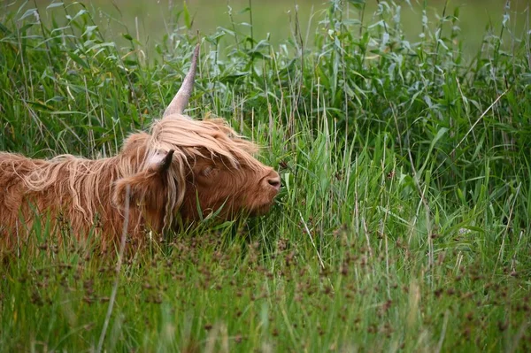 Brun Buffel Med Anmärkningsvärda Horn Går Det Höga Gräset — Stockfoto