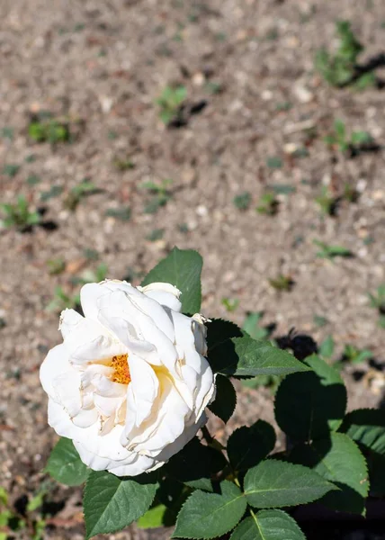 Ένα Κάθετο Πλάνο Ενός Όμορφου Λευκού Τριαντάφυλλου Που Ανθίζει Έναν — Φωτογραφία Αρχείου