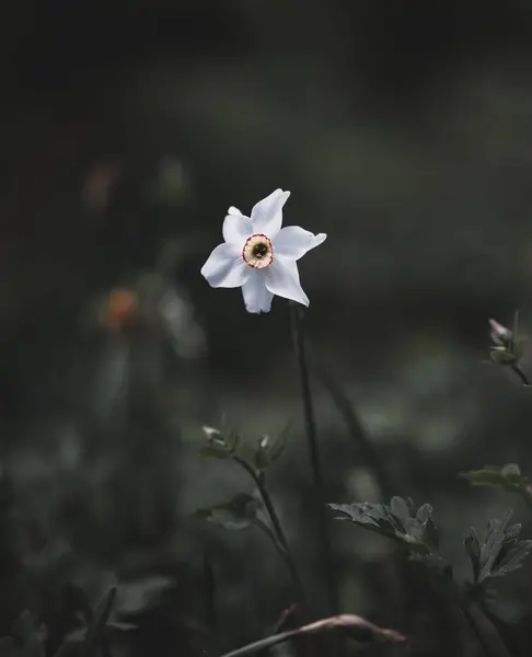 Μια Κατακόρυφη Ρηχή Εστίαση Ενός Όμορφου Λευκού Λουλουδιού Daffodil Ένα — Φωτογραφία Αρχείου
