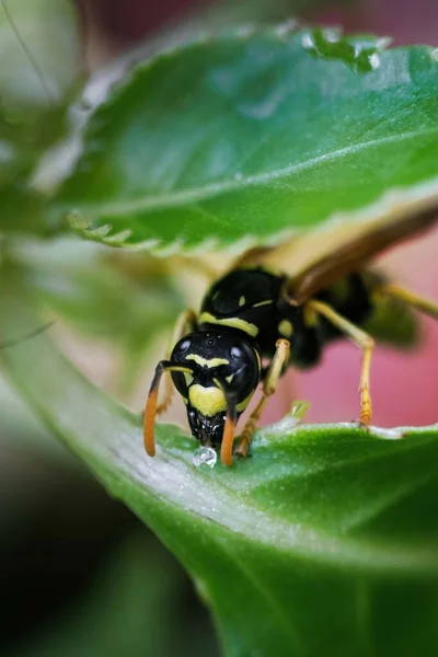 Eine Vertikale Nahaufnahme Einer Europäischen Papierwespe Auf Einem Grünen Blatt — Stockfoto