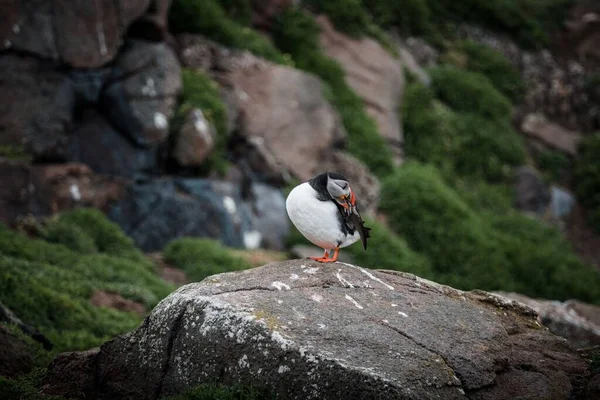 Bir Atlantik Martı Kuşu Sahil Uçurumunda Duruyor Kanatlarını Tırmalıyor — Stok fotoğraf