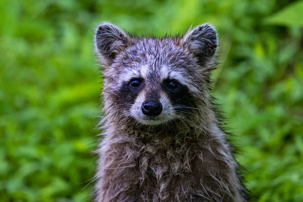 A closeup shot of a cute raccoon in its natural habitat