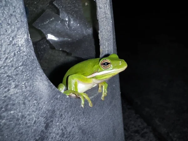 Nahaufnahme Eines Grünen Frosches Der Nacht — Stockfoto