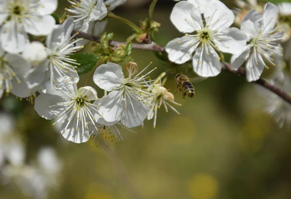 Selektivní Zaměření Včely Letící Bílých Kvetoucích Květin Stromě — Stock fotografie