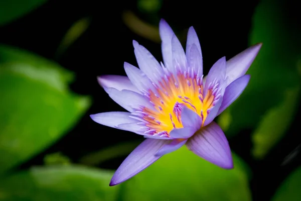 Gros Plan Une Belle Fleur Lotus Bleu — Photo