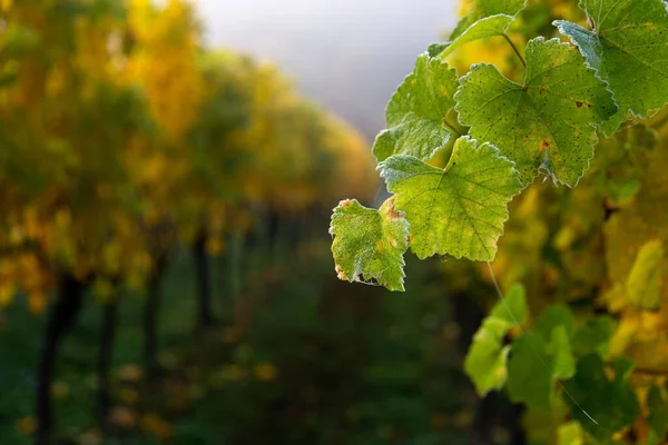 Selektivní Záběr Zelených Žlutých Vinných Listů Ranní Rose Vinici — Stock fotografie
