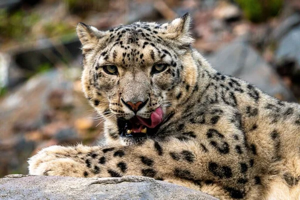 Een Portret Van Sneeuwluipaard Panthera Uncia Liggend Gapend — Stockfoto