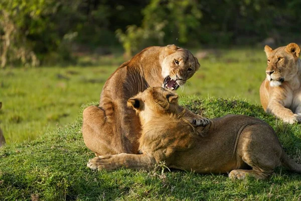 Eine Nahaufnahme Von Löwen Die Auf Einem Rasen Spielen Und — Stockfoto