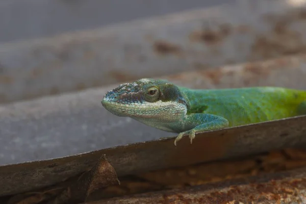 Eine Nahaufnahme Eines Kubanischen Blauen Anole Reptils Anolis Allisoni — Stockfoto