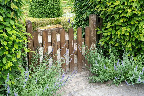 An old wooden picket garden gate in between big green bushes and little catmint plants
