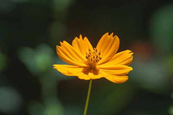 Close Uma Flor Amarela Bonita Cosmos Com Fundo Borrado — Fotografia de Stock