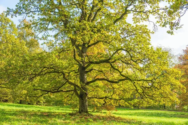 Dąb Drzewo Jesiennych Kolorach Polu — Zdjęcie stockowe