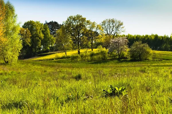 Природний Ландшафтний Вид Великий Зелений Луг Багатий Рослинністю — стокове фото